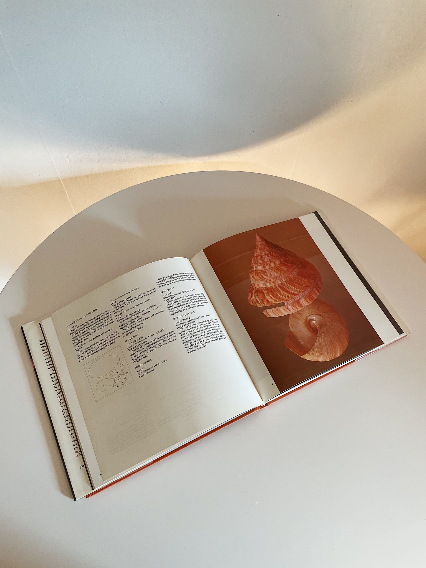 THE SHELL: GIFT OF THE SEA