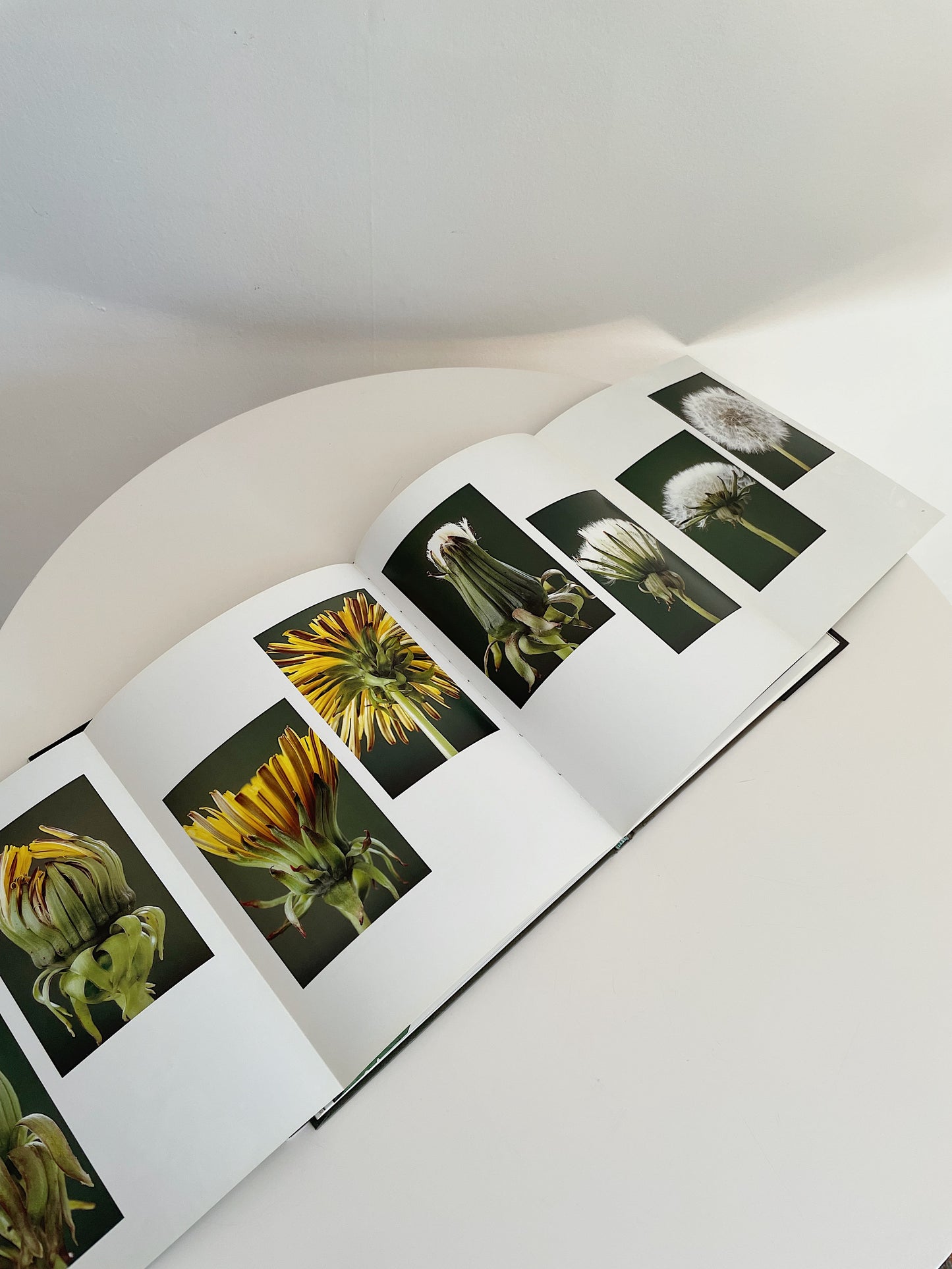 METAMORPHOSIS OF FLOWERS
